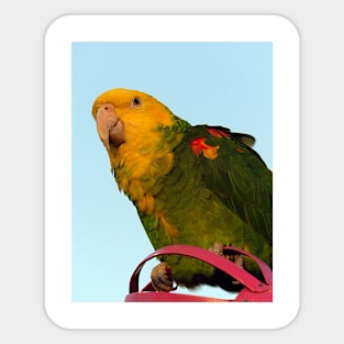 MACAW BIRD Sticker